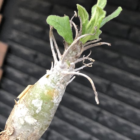 sesamothamnus rivae《小さめM size》※現地球株発根済※小振り現地球株は逆に珍しくその中でも株元太めの味深さも強く表皮のメクれが堪らない※mad black pot植え