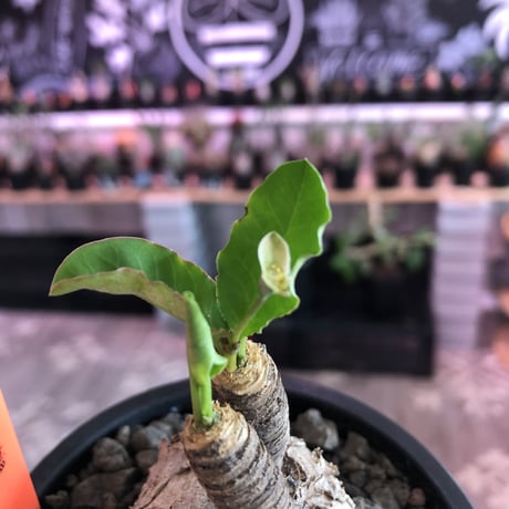 euphorbia subapoda《大きめM size》※大きくbalanceも良型‼︎ススをまとった様なmad感な肌質がカッコ可愛いオススメ株‼︎現在開花中‼︎※mad  black pot植え