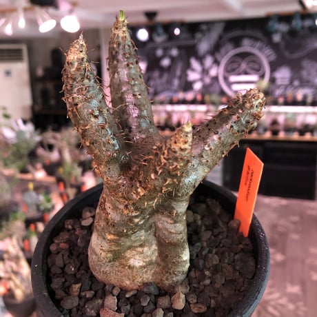 packypodium  gracilius《小さめM  size》※現地球発根済株※大変balance良き、compactな手乗りサイズグラキ‼︎選抜株※mad black bowl pot植え