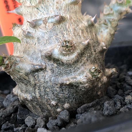 pachypodium windsorii《M size》※選抜littmon seed🌱※weight低き極ぼってり株元&枝振りも◎良樹形※mad black pot植え