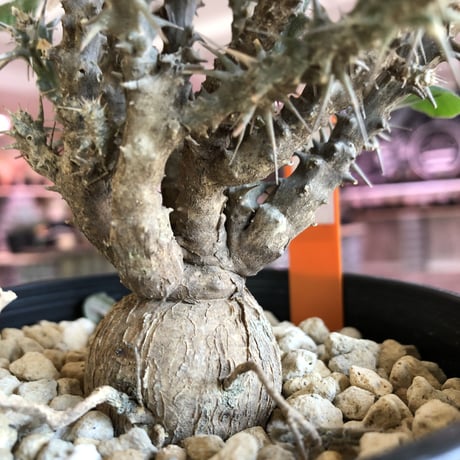 euphorbia    sakarahaensis《M size》