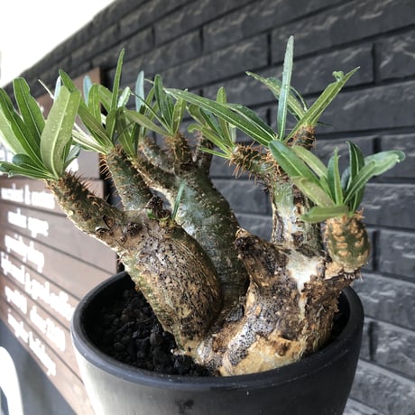 pachypodium gracilius 《L size》希少‼︎green肌 &ぼってり3-he'd株※現地球発根後店主国内管理4年株※weight低く両A面株※black bowl pot植え