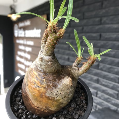 pachypodium  gracilius《小さめM size》※現地球発根後店主国内管理3年株※愛くるしさ100%な美術的インテリ性高く現地焼け肌な一株※mad black pot植え