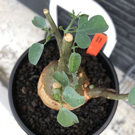 adenia spinosa《M size》球体可愛すぎる一株※現地球発根後店主国内管理3年株※まん丸低重心樹形に肌カラーが可愛すぎて堪らない※mad black pot植え