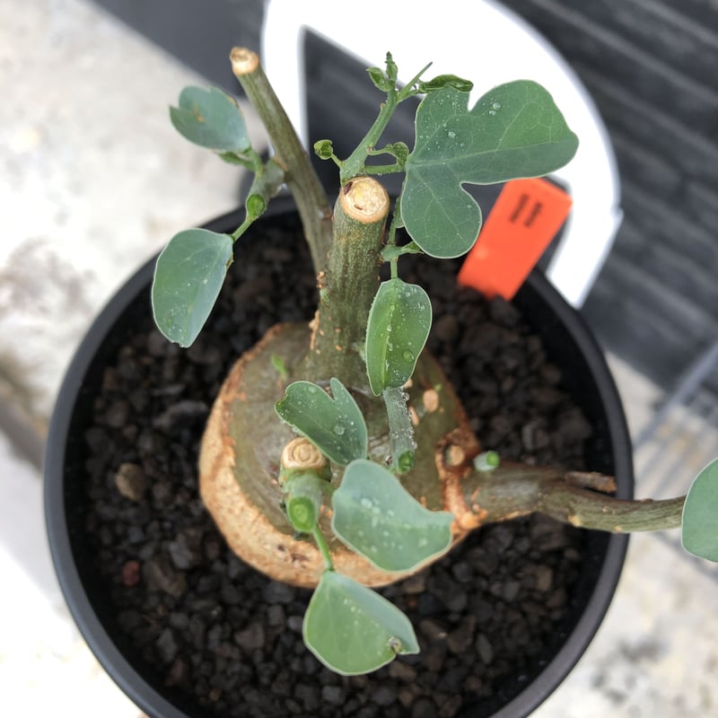 adenia spinosa《M size》球体可愛すぎる一株※現地球発根後店主 adenia spinosa《M size》球体可愛すぎる一株※現地球発根後店主