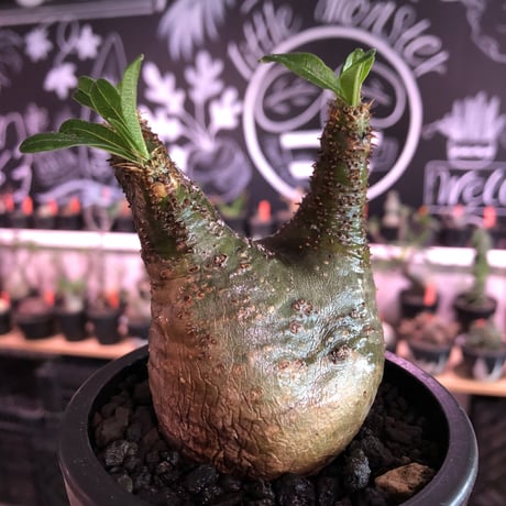 pachypodium  gracilius《小さめM size》希少green肌＆ニ頭枝株※現地球発根済株※店主国内管理2年株※極色もニ頭枝も樹形も三拍子※mad black pot植え