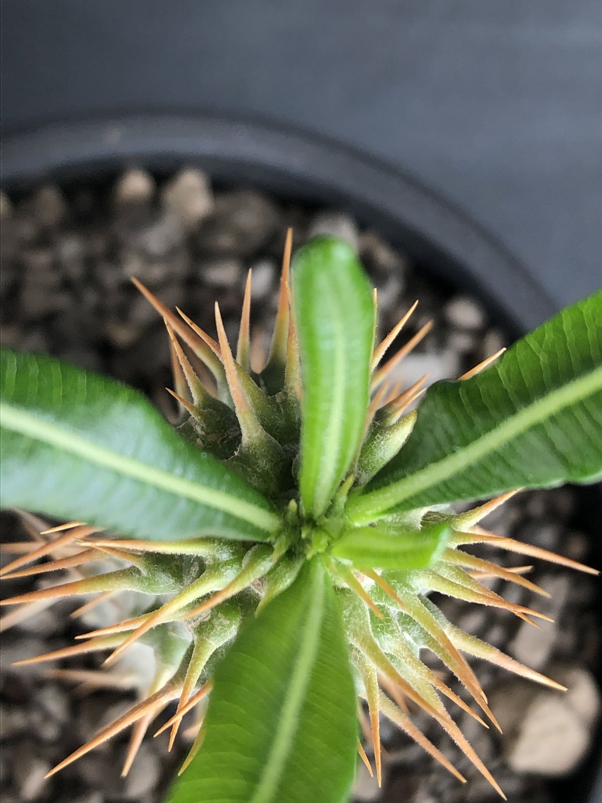 pachypodium ambongense littmon seed🌱《M size》希 pachypodium ambongense littmon seed🌱《M size》希