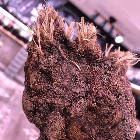 Xerophyta   Trichophylla《L L size》発根済み株   芽吹き待ち