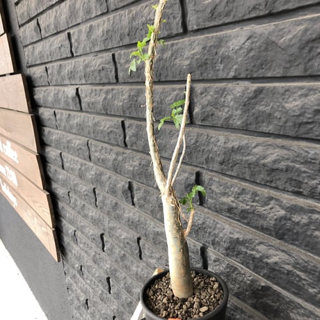 bursera  fagaroides《M size》※剪定後再芽吹き済株‼︎※大変上品な人気灌木ファガロイデス‼︎※mad black pot植え