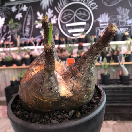 packypodium  gracilius《L size》※現地球発根済株※大変、美術的インテリア性も高く、両A面で現地焼けの一味プラスのオススメ株‼︎※mad black bowl pot植え