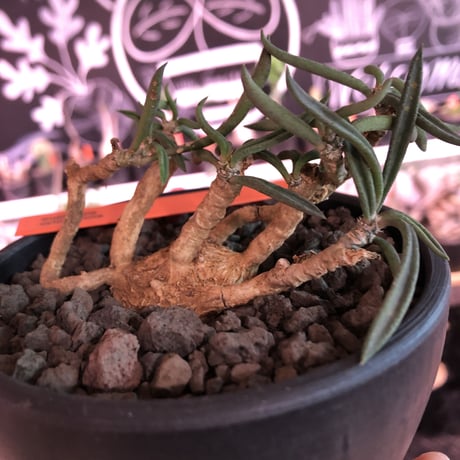 euphorbia cylindrifolia《M size》※塊根はぼってりと丸く、off-white肌に多肉質の葉を展開する上品な一株‼︎※mad black bowl pot植え※限定２株