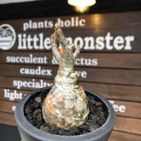 pachypodium gracilius《S size》現地焼け&ボコボコ肌※現地球発根後店主国内管理2年株※小振りでも立体的wildな荒肌質に強靭さ感じる一株※mad black pot植え