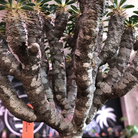 euphorbia  guillauminiana《L size》※現地球発根済株※細枝多数のwildさ繊細さ＆美しさの二面性持つ現地球株らしさ全開株※mad black pot植え
