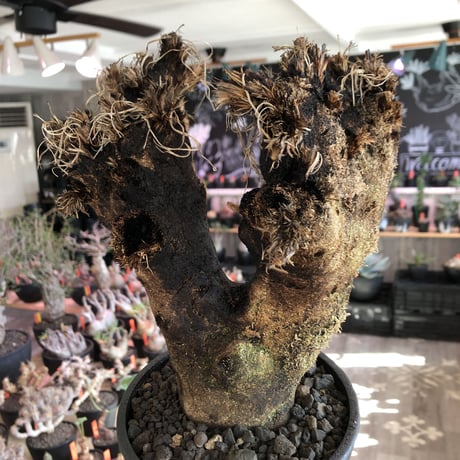 xerophyta  trichophylla《S size》※現地球発根済株※驚愕強靭株※限りなくweightはlow‼︎品種としこれでもかわいい小振りサイズ‼︎※mad black pot植え