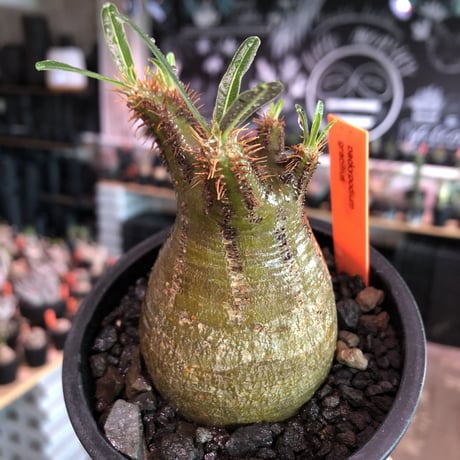 pachypodium gracilius《大きめS size》希少‼︎green肌※現地球発根済株※店主国内管理2年株※株元ぼってり且つbalance枝振り良き一株※mad black pot植え