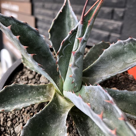 agave montana《M size》※現地球発根後店主国内管理2年株※葉色が濃く渋カッコいい一株‼︎※mad black pot植え