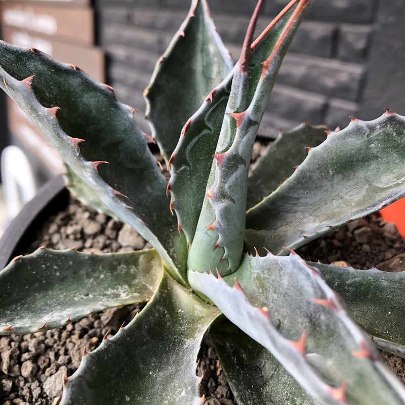 agave montana《M size》※現地球発根後店主国内管理2年株※葉色が濃く渋