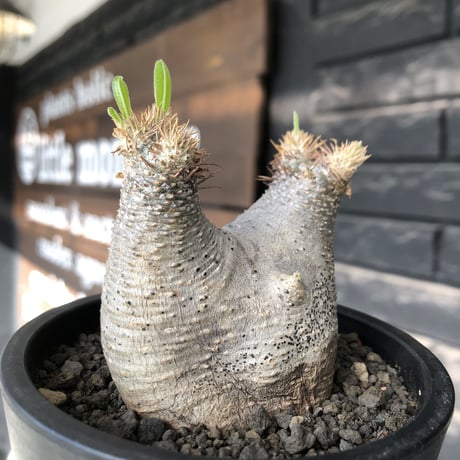 pachypodium gracilius《大きめS size》※極短枝ぼってり株※現地球発根後店主国内管理3年株※極短枝且つぼってり愛くるしい一株※mad black pot植え