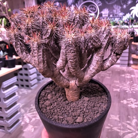 euphorbia    guillauminiana《L  size》※現地球発根済株※幹は太め枝数多きwildギラウミ‼︎balanceも良き美株‼︎※mad black pot植え