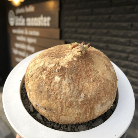 adenia ovata《L L size》激希少種大株※現地球発根後店主国内管理7年株※大変美しく360度球体株の希少種※mad white bowl pot植え