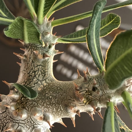 pachypodium tackyi《M size》希少種※littmon seed 4年株※白く美しくちぢれ葉が堪らなくかわいすぎる一株※mad black bowl pot植え