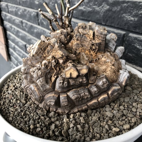 dioscorea elephantipes アフリカ亀甲竜《大きめL L size》大株※現地球発根後店主国内管理18年株※好きな方には堪らないwildすぎる出立ち※mad white 浅鉢植え