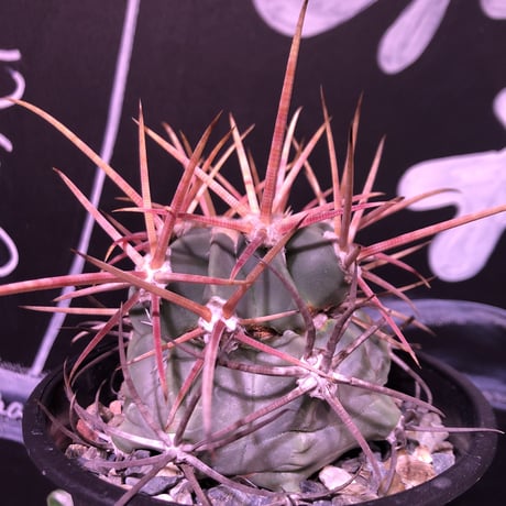 echinocactus  神竜玉《強刺》