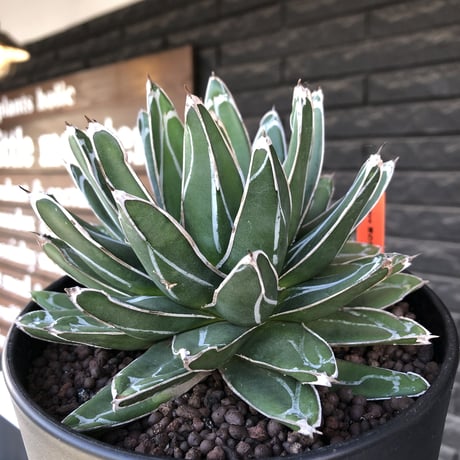agave  笹の雪《L size》※現地球発根後店主国内管理3年株※big且つ締まり良きbalanceも美しい良樹形※blackプラ鉢植え