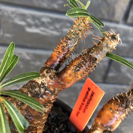 pachypodium gracilius《S size》希少green&赤肌&3-he'd株※現地球発根後店主国内管理3年株※男らしいwildな出立ち※mad black bowl pot植え