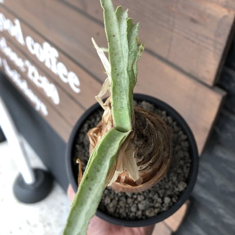 boophane  disticha  《 大きめM size》ver.陽炎type※現地球発根後店主国内管理3年株※適度なぼってり感樹形&躍動感あるジリジリ葉を展開※mad black pot植え