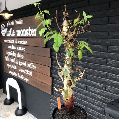 commiphora  africana《大きめL L size》※現地球発根後店主国内管理3年株※美しい佇まい且つ成熟したwild表皮が堪らない※鉄鉢植え