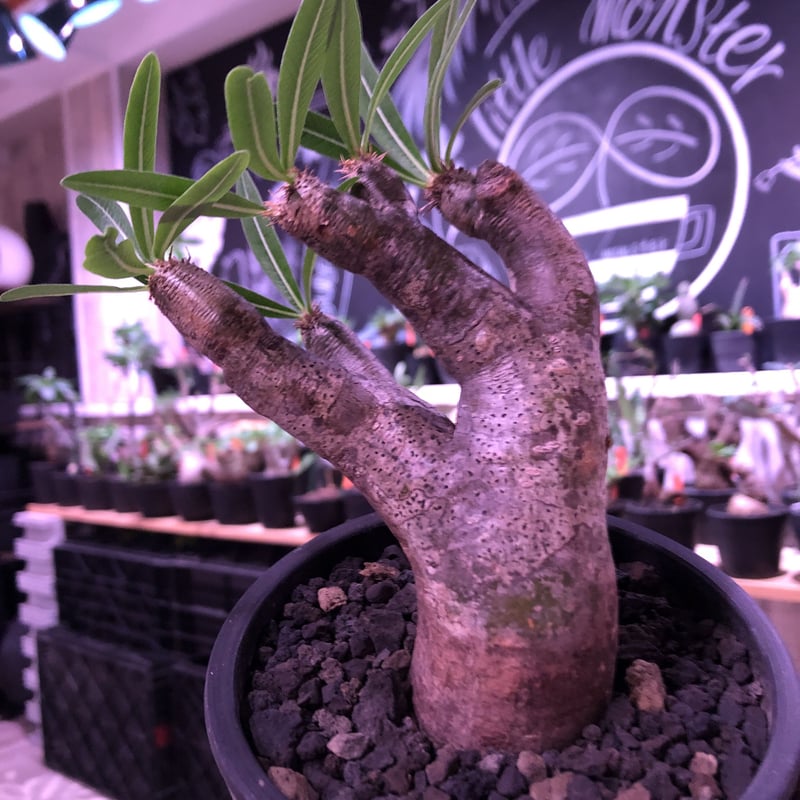 packypodium inopinatum《M size》※現地球発根済株※繊細な葉を持ち