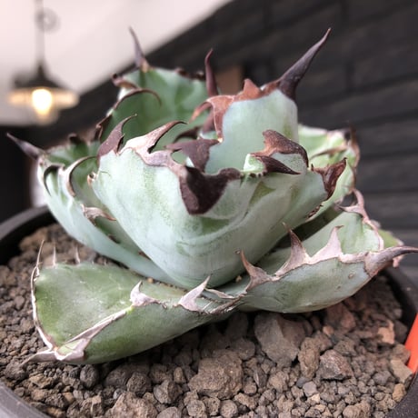 agave titanota black&blue 強棘《M size》選抜株※現地球株発根済※極めて纏まり締まり良き厳つさが堪らないワイルド株※mad black pot植え
