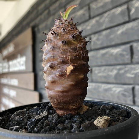 euphorbia  pachypodioides《M size 》※現地球株発根済※ボコボコ立体的樹形‼︎葉表がグリーンで葉裏とお花が紫なのが魅力的※mad black bowl pot植え