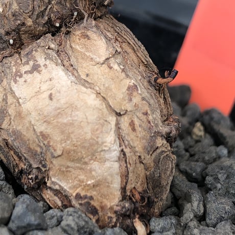 pelargonium triste《大きめM size》※現地球発根後店主国内管理1年株※特化したピーナッツ見たく表皮が朽くしきった艶あるツル肌を持つ一株※mad black pot植え