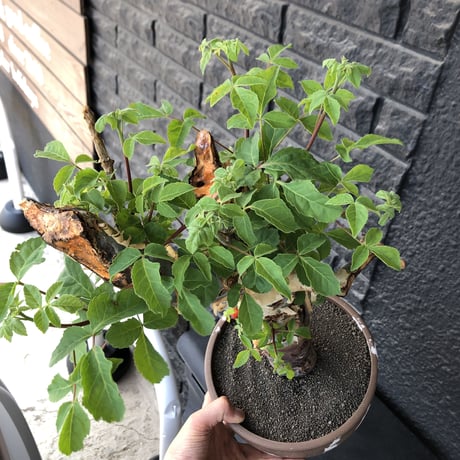 commiphora  holtziana《大きめLL size》驚愕‼︎極太株第3弾‼︎※現地球発根後店主国内管理3年株※渋さ佇まいが堪らない大株※brown marble bowl pot植え