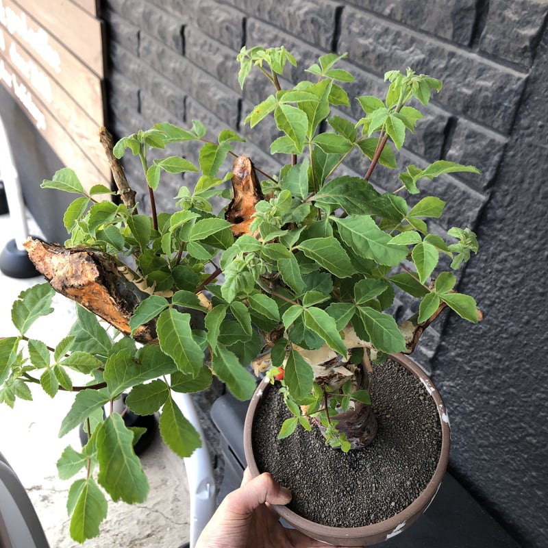 commiphora holtziana《大きめLL size》驚愕‼︎極太株第3弾‼︎※現 commiphora holtziana《大きめLL size》驚愕‼︎極太株第3弾‼︎※現