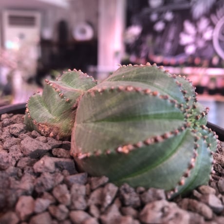 euphorbia  obesa《小さめM  size》W-he'd株※現地球発根済株※一部木質化した双頭オベサ※mad black bowl pot植え