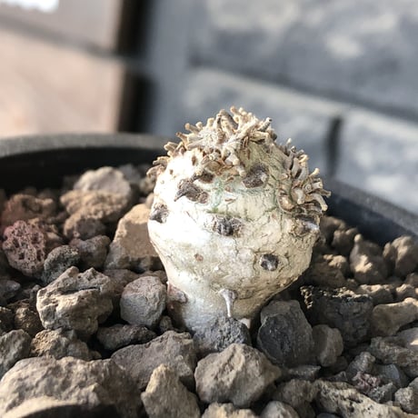 sarcocaulon peniculinum《S size》激希少種※現地球発根後店主国内管理5年株※堪らないほど極白の美しい一株※mad black pot植え