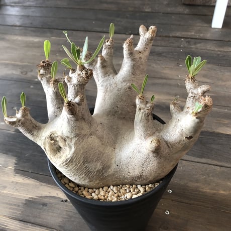 packypodium   inopinatum《L size》発根済み株
