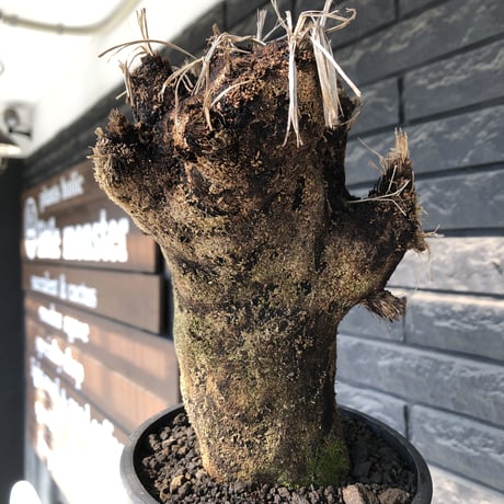 xerophyta trichophylla《S size》※現地球発根後店主国内管理2年株※驚愕強靭株※株元太めな一株※mad black pot植え