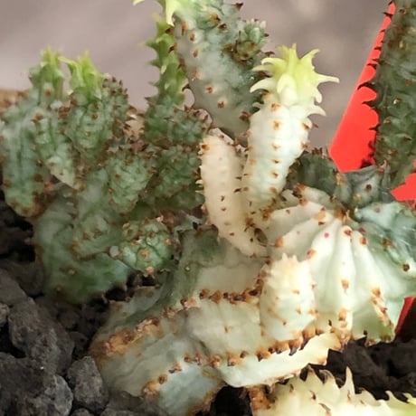 euphorbia mammillaris variegata 群生株《L size》※現地球株発根済※小型種ながらどっしり構えで主幹は太く‼︎更には斑入りのバランス良き一株‼︎※信楽陶器鉢植え