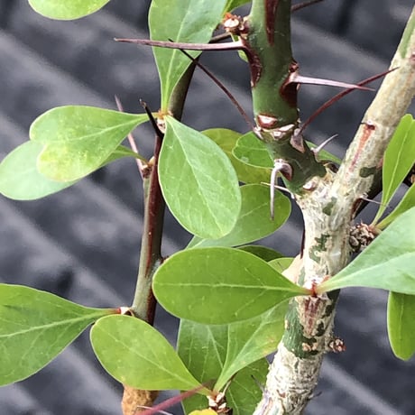 fouquieria  fasciculata《M size》驚愕‼︎激希少種※現地球発根後店主国内管理5年株※株元華奢ですが流通極少な渾身の一株※mad black pot植え