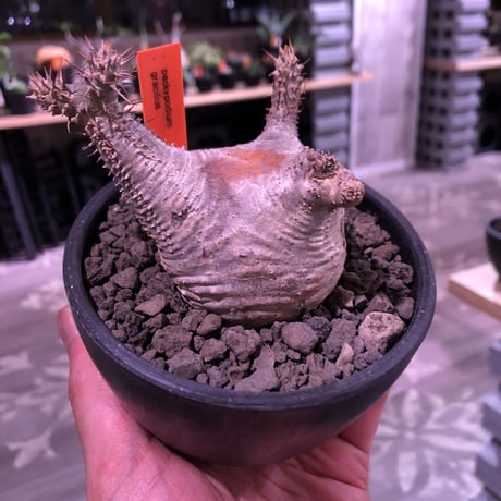 packypodium  gracilius《大きめS  size》※現地球発根済み株‼︎※驚愕‼︎可愛すぎる程まん丸グラキ‼︎※mad black bowl pot植え
