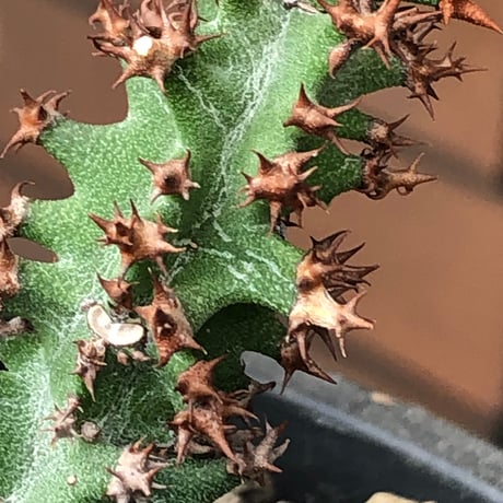euphorbia magnifica《S size》※現地球株発根済※小振りコンパクトでかわいいながら枝ぶりなど今後の変化も楽しみな一株※black pot植え