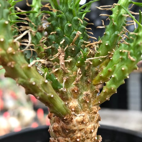 euphorbia caput-medusae 天荒竜《S size》※現地球株発根済※珍しい小振りながら整った樹形バランスと枝振りも良き一株‼︎※black bowl pot植え