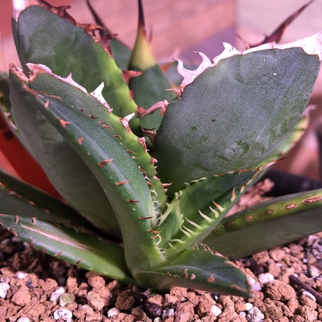 希少株  agave   titanota錦 《子株付き》