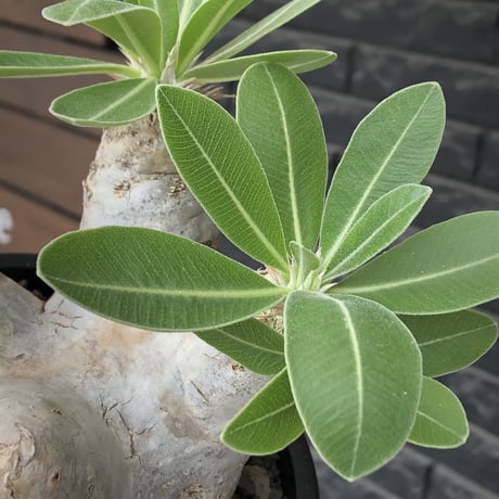 pachypodium  eburneum《L size》※現地球株発根済※メクれ上がった味深き表皮に美しい白肌とのコントラストが堪らない‼︎※mad black bowl pot植え