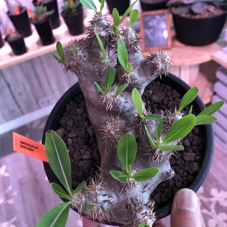 packypodium brevicalyx《M size》※発根済み株  店主オススメ株‼︎   mad  black  pot植え