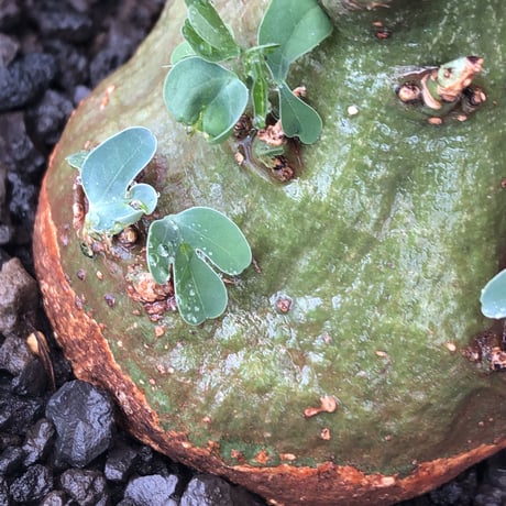 adenia spinosa《大きめM size》球体wild株※現地球発根後店主国内管理3年株※まん丸低重心&枝振りゴツゴツ感が男らしい佇まいが堪らない※mad black pot植え